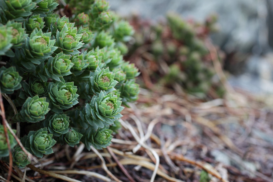Rhodiola, a Hardy Plant for Hardy Health