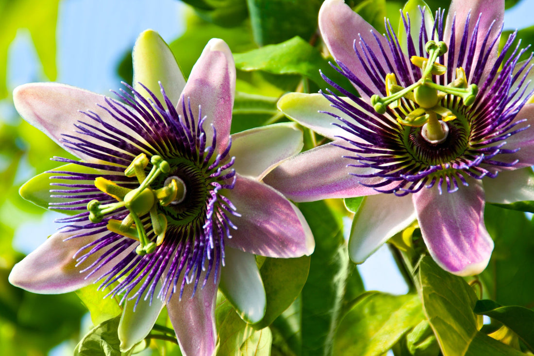 Passion Flower, Deep and Timeless Healing Properties