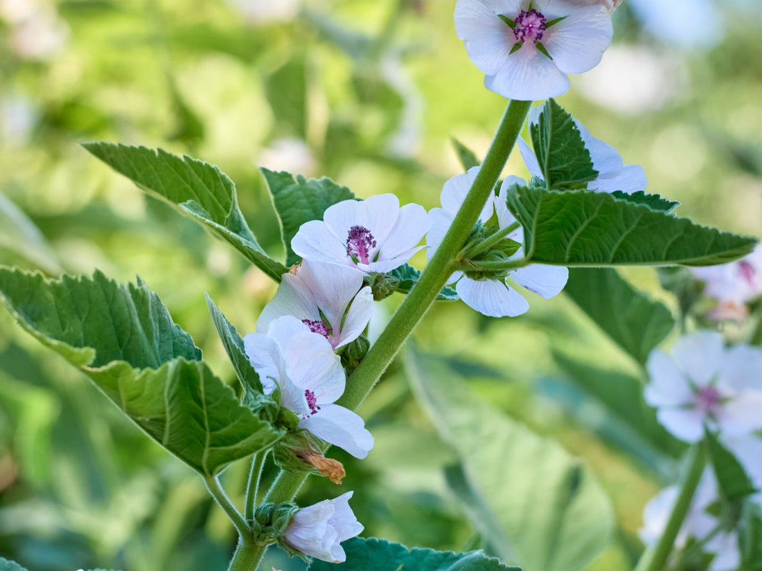 Marshmallow Root, Soothing and Satisfying