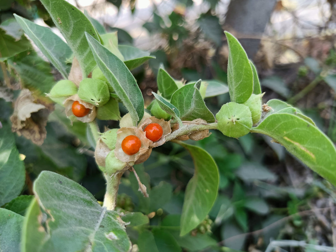 Ashwagandha: Chronic Stress, Mental & Physical Endurance
