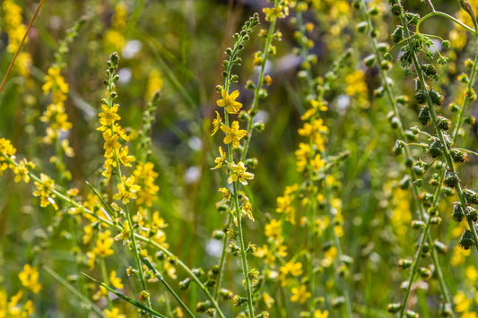 Agrimony: Aids Liver & Gallbladder, Eliminate Toxins