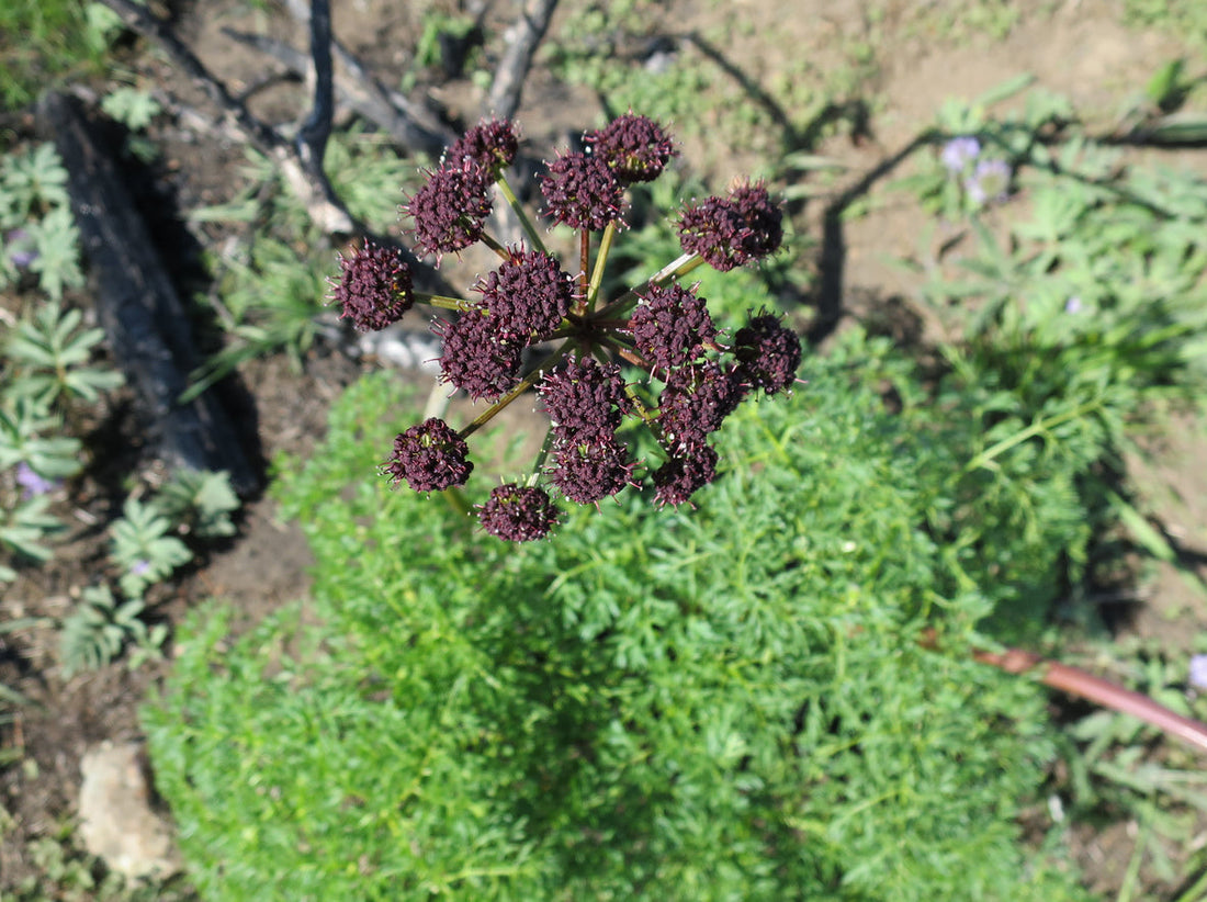 Lomatium: A Powerful 100 Year Old Herb for Today’s Viruses