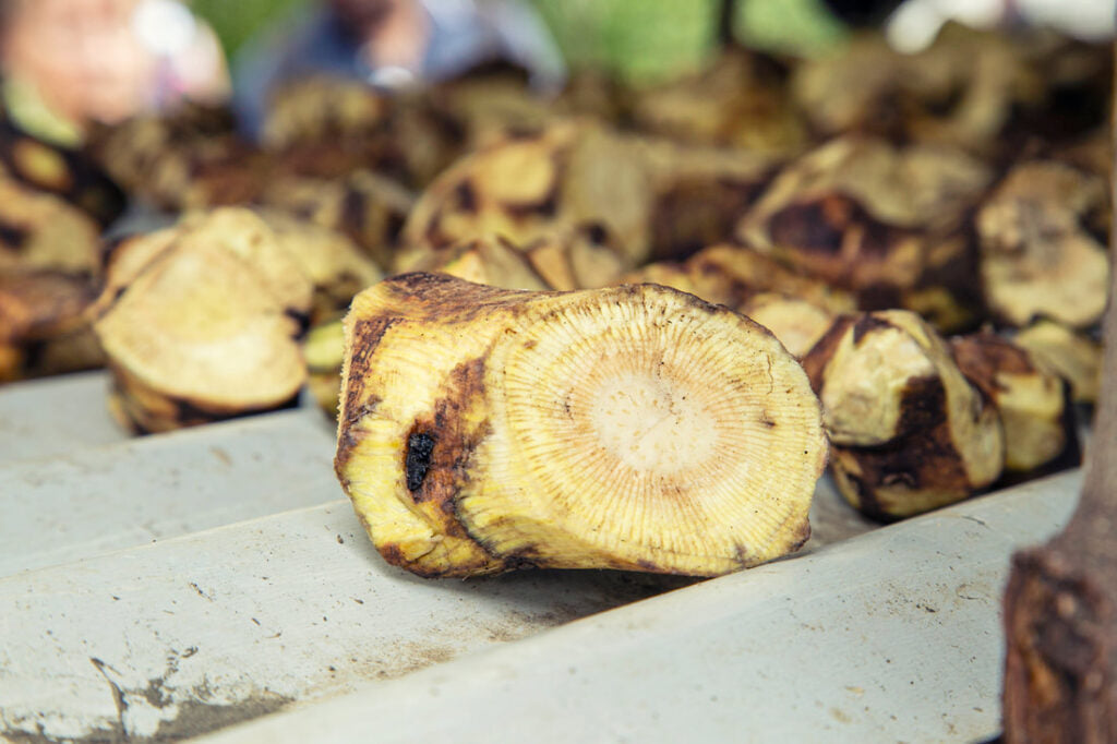 Kava Kava Root, The Ultimate Calming Herb
