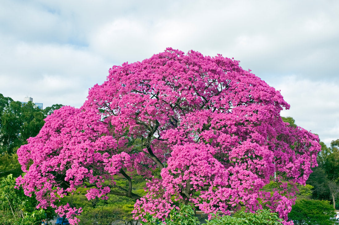 Pau d’arco, The Flowering Beauty