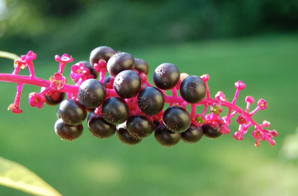Lymphatic Blend Perfect for Optimum Health