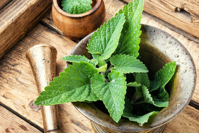 Best Smelling Herb for Overall Good Health, Lemon Balm