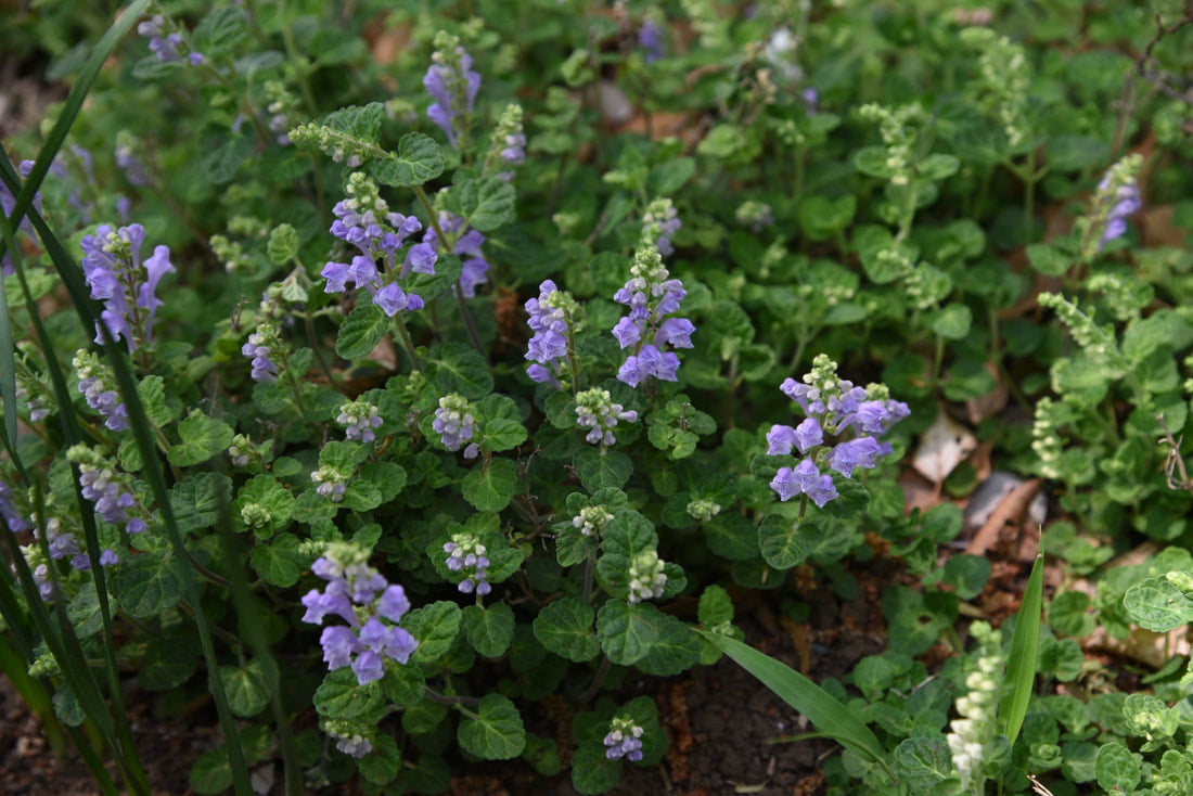 Skullcap, Calming, Comforting and Promotes Healthy Meditation
