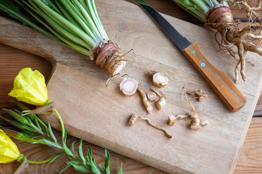 Evening Primrose, Dainty Herb-Master Healer
