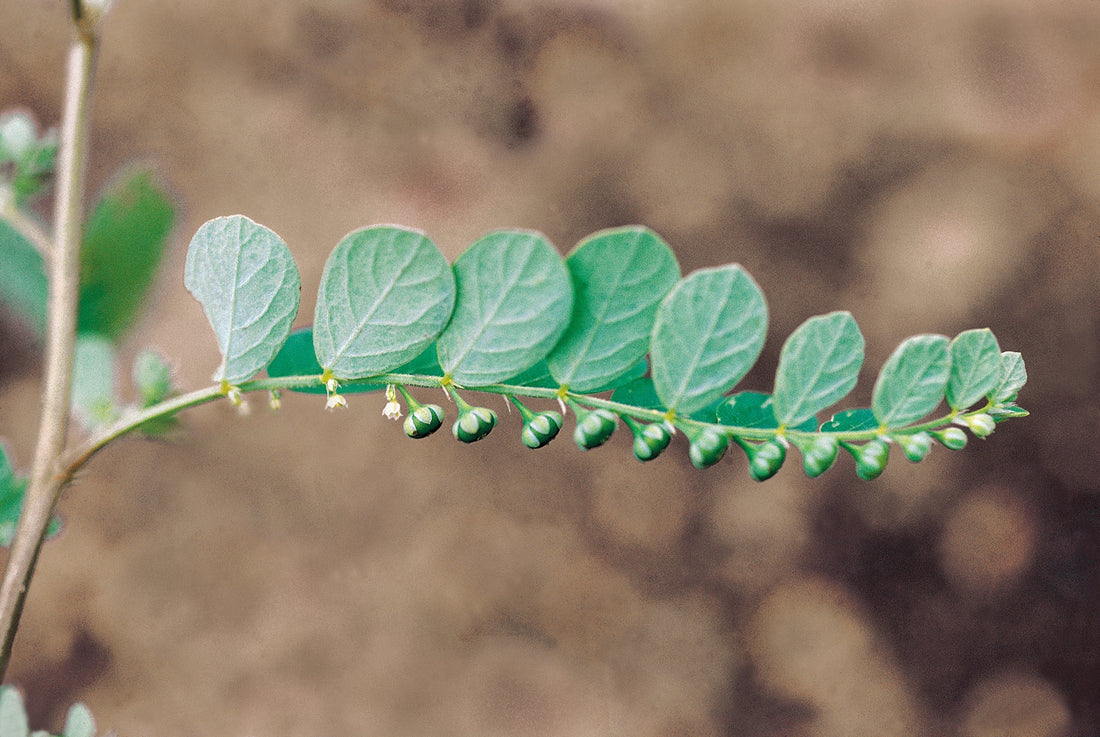 Chanca Piedra, "Stone Breaker" Found Deep in the Rainforest