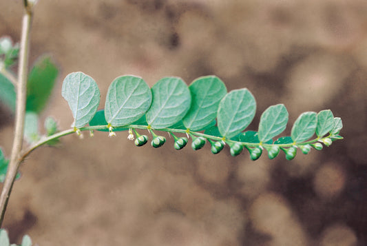 Chanca Piedra, "Stone Breaker" Found Deep in the Rainforest