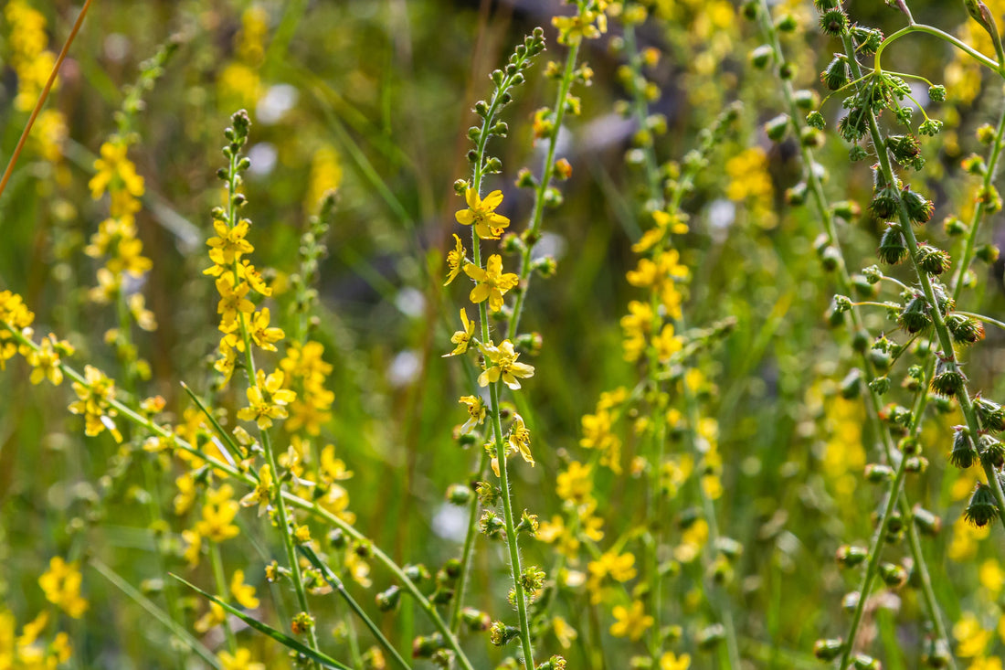 Agrimony: Aids Liver & Gallbladder, Eliminate Toxins