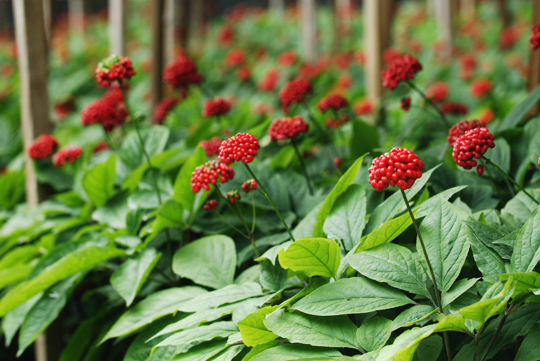 Ginseng (Panex), Energy and Immune Booster