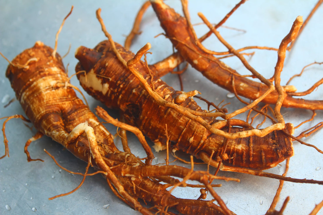 Siberian Ginseng, A Superb Herb for Endurance