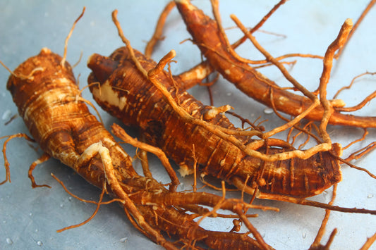 Siberian Ginseng, A Superb Herb for Endurance