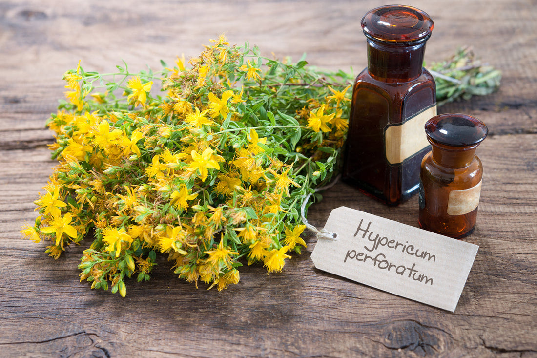 St. John’s Wort, Everybody Loves It!
