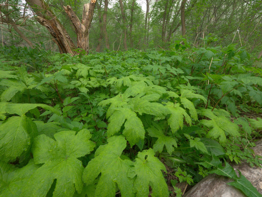 Goldenseal, a Powerhouse for the Immune System
