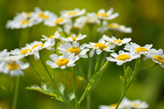 Feverfew, a Soldier Against Pain