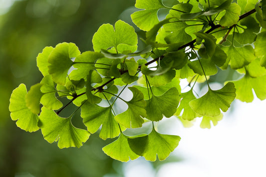 Ginkgo, a Friend to Your Brain