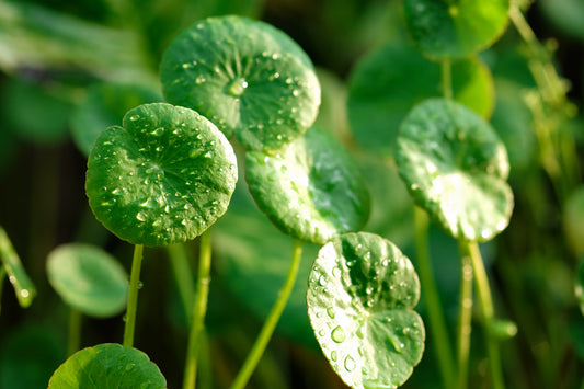 Gotu Kola, Cut Ties with Stress, Anxiety and Depression