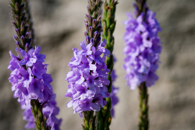 Tranquility Blend, Two Plants That Promote Natural Relaxation