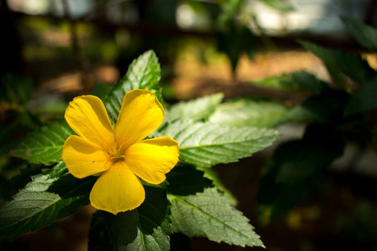 Damiana, Total Body Elevation
