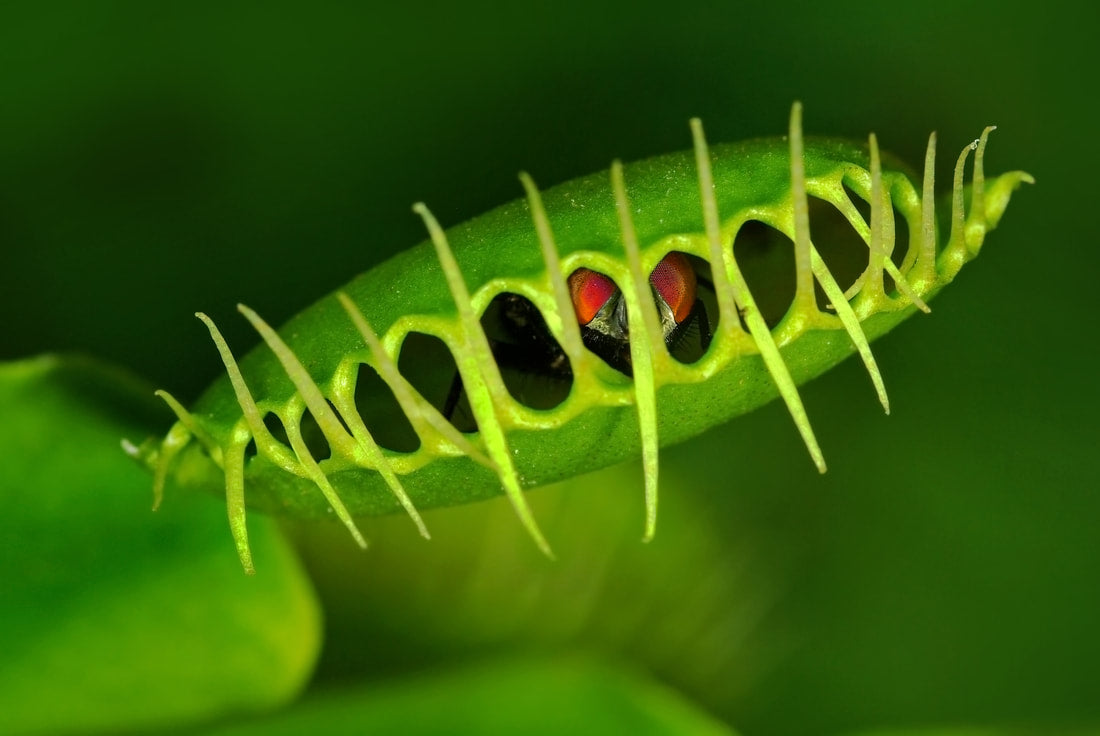 Venus Fly Trap, The Great Autoimmune Annihilator